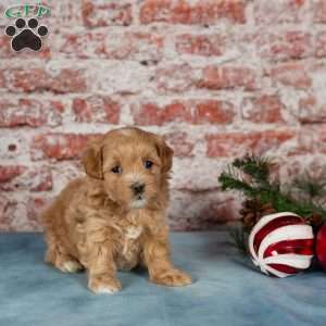 Cora, Maltipoo Puppy
