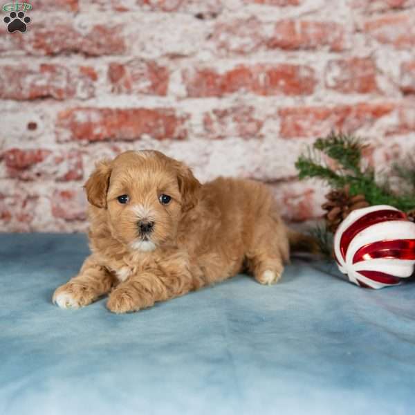 Cora, Maltipoo Puppy