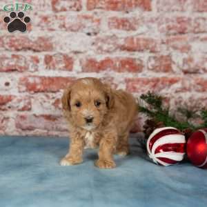 Cora, Maltipoo Puppy