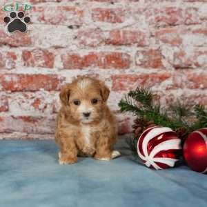 Cleo, Maltipoo Puppy