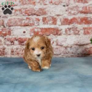 Cleo, Maltipoo Puppy