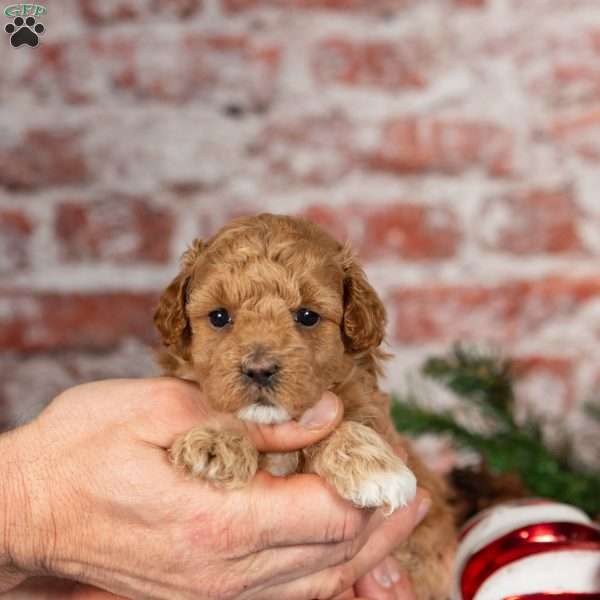 Millie, Maltipoo Puppy