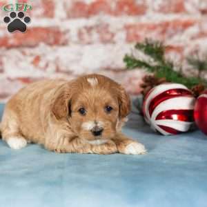 Meadow, Maltipoo Puppy
