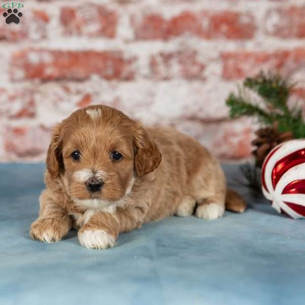 Meadow, Maltipoo Puppy