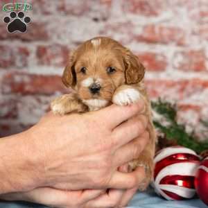 Meadow, Maltipoo Puppy