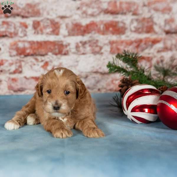 Monty, Maltipoo Puppy