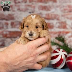 Monty, Maltipoo Puppy