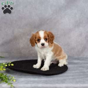 Cooper, Cavapoo Puppy