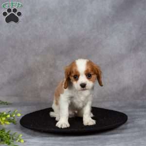 Cooper, Cavapoo Puppy