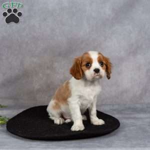 Cooper, Cavapoo Puppy