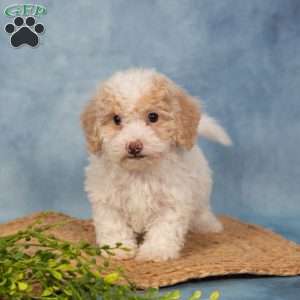 River, Bich-Poo Puppy