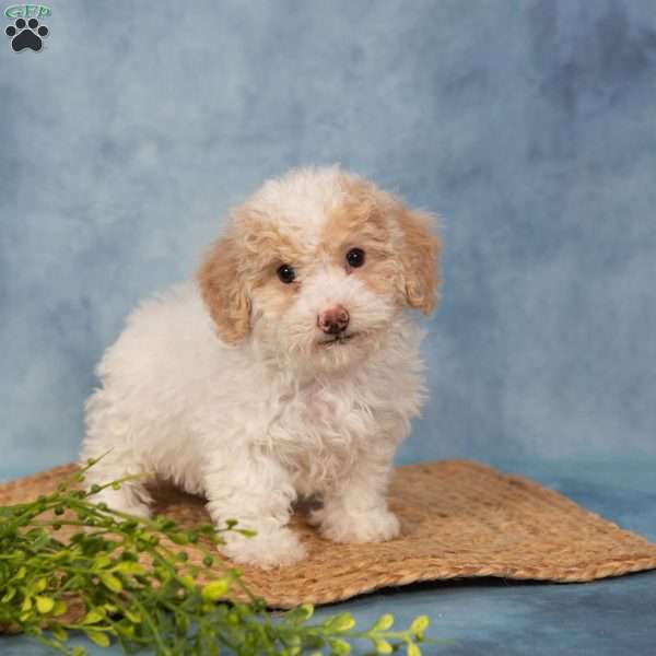 River, Bich-Poo Puppy