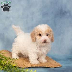 River, Bich-Poo Puppy