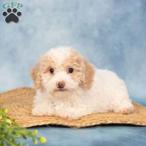 River, Bich-Poo Puppy