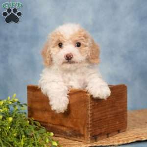 River, Bich-Poo Puppy