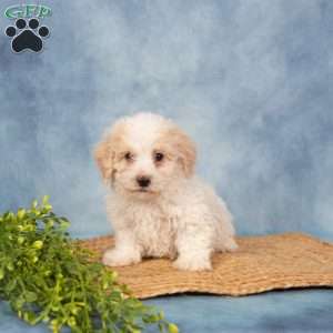 Roland, Bich-Poo Puppy