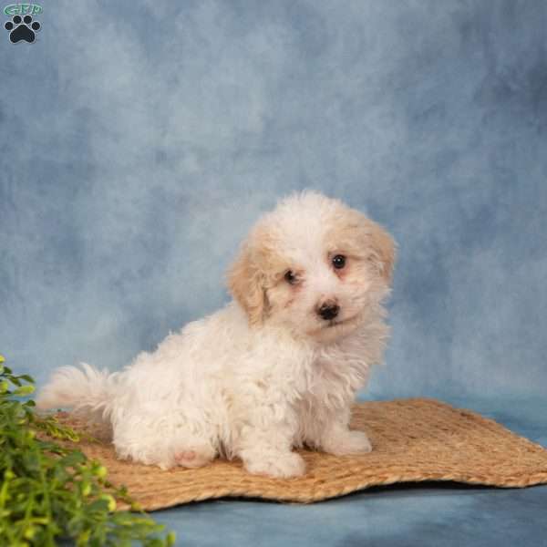 Roland, Bich-Poo Puppy