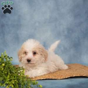 Roland, Bich-Poo Puppy