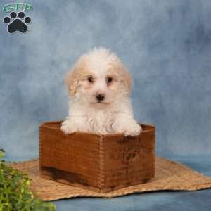 Roland, Bich-Poo Puppy