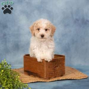 Roger, Bich-Poo Puppy