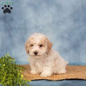 Roger, Bich-Poo Puppy