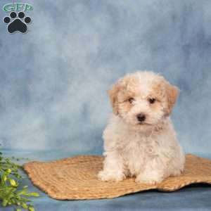 Roger, Bich-Poo Puppy