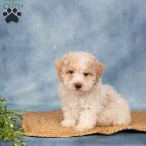 Roger, Bich-Poo Puppy