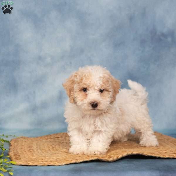 Roger, Bich-Poo Puppy