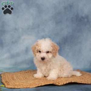 Roscoe, Bich-Poo Puppy