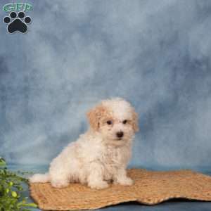 Roscoe, Bich-Poo Puppy