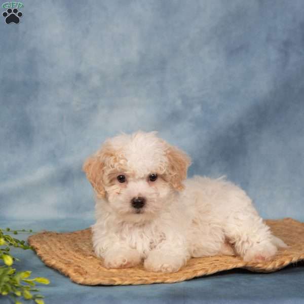 Roscoe, Bich-Poo Puppy