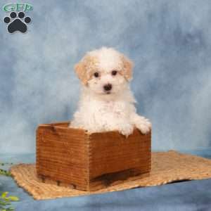 Roscoe, Bich-Poo Puppy