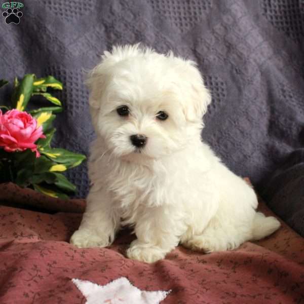 Eddie, Maltese Puppy
