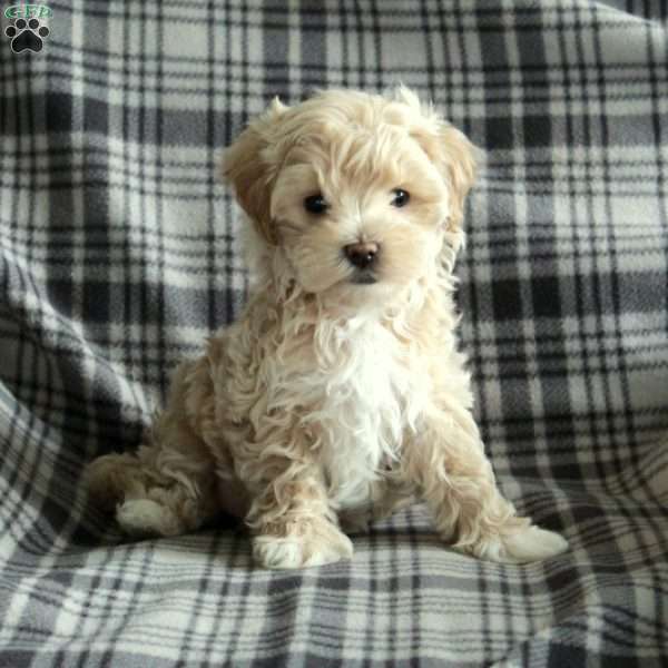 Eddie, Maltipoo Puppy