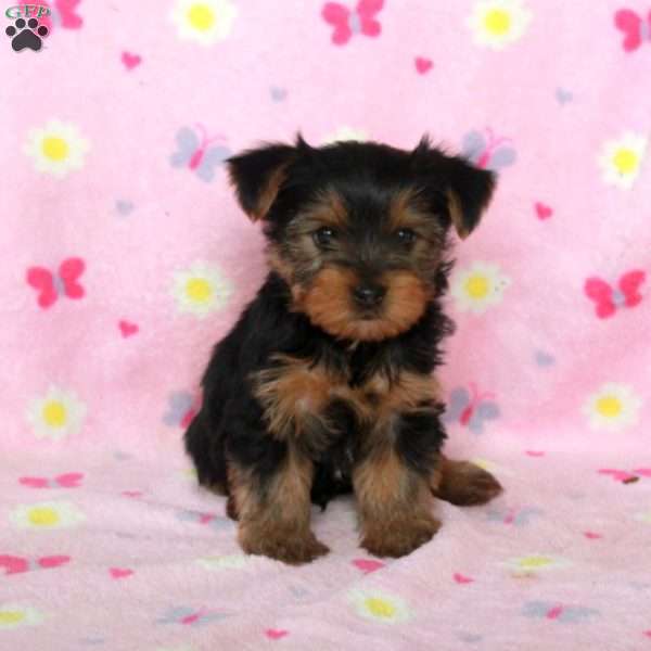 Eddie, Yorkie Puppy
