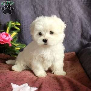 Eddie, Maltese Puppy