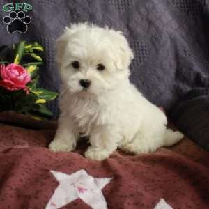 Eddie, Maltese Puppy