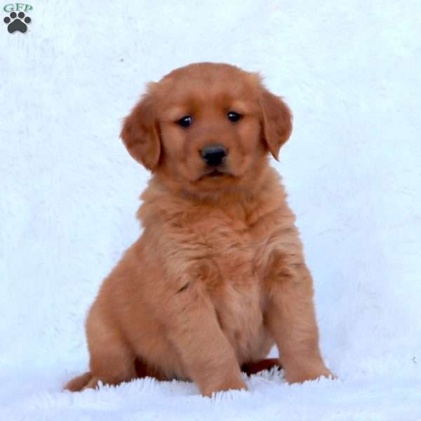 Eddie, Golden Retriever Puppy