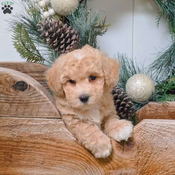 Eddy, Bich-Poo Puppy