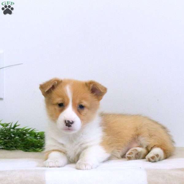 Eddy, Pembroke Welsh Corgi Puppy