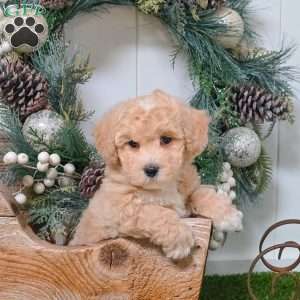 Eddy, Bich-Poo Puppy