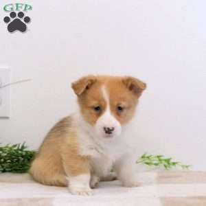 Eddy, Pembroke Welsh Corgi Puppy
