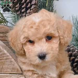 Eddy, Bich-Poo Puppy