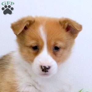 Eddy, Pembroke Welsh Corgi Puppy