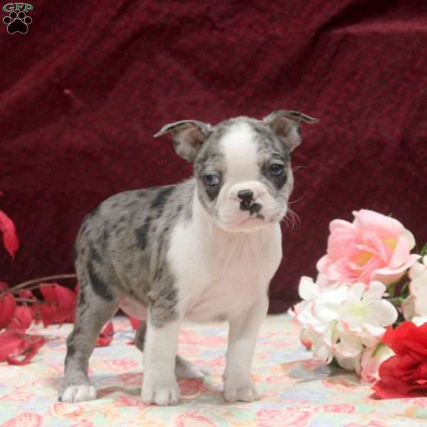 Eden, Boston Terrier Puppy