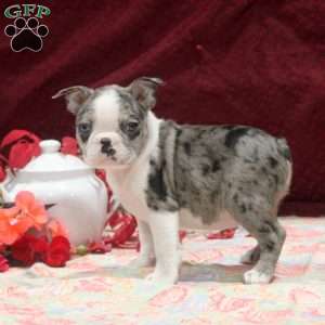 Eden, Boston Terrier Puppy