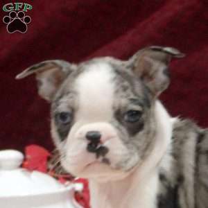 Eden, Boston Terrier Puppy