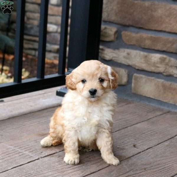 Edge, Mini Goldendoodle Puppy