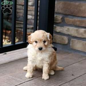 Edge, Mini Goldendoodle Puppy