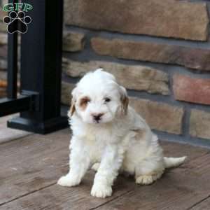 Edison, Mini Goldendoodle Puppy